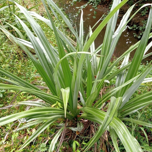 Astelia chathamica, 2026-04-07