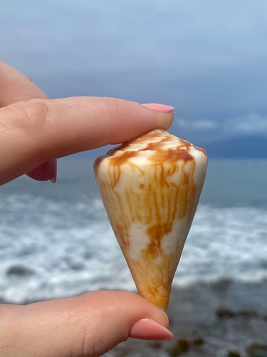 Conus vexillum observed 2022-05-29