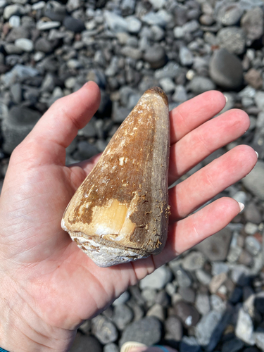 Conus distans observed 2021-07-26