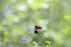 Erythrodiplax umbrata