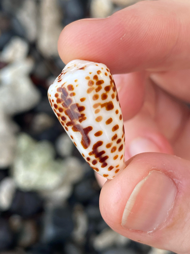 Conus pulicarius observed 2021-03-24