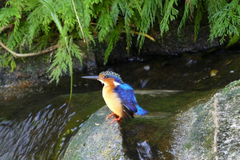 Corythornis vintsioides