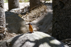 Corythornis vintsioides