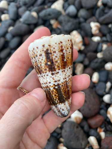 Conus imperialis observed 2020-10-26