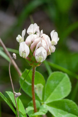 Trifolium clypeatum