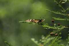 Baronia brevicornis brevicornis