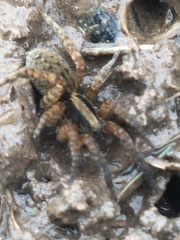 Trochosa sepulchralis