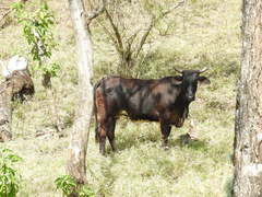 Bos indicus × taurus