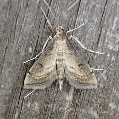 Marasmia cochrusalis