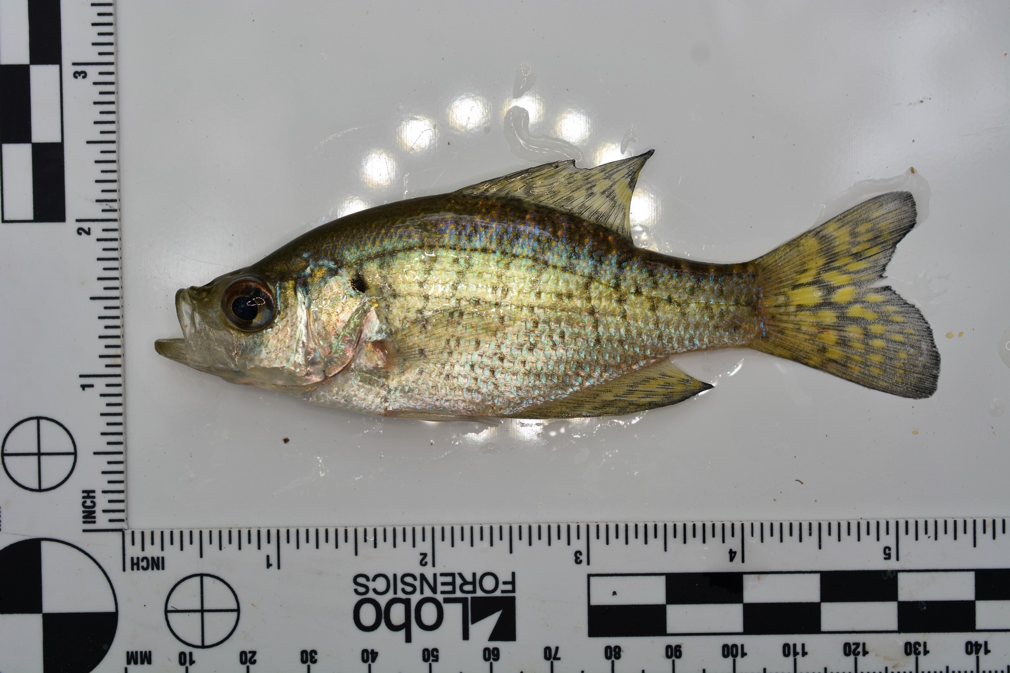 White Crappie (Pomoxis annularis) - Species Profile