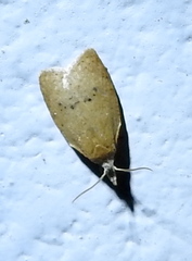 Sparganothoides lentiginosana image