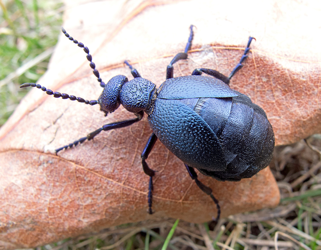 Black oil beetle (Meloe proscarabaeus)