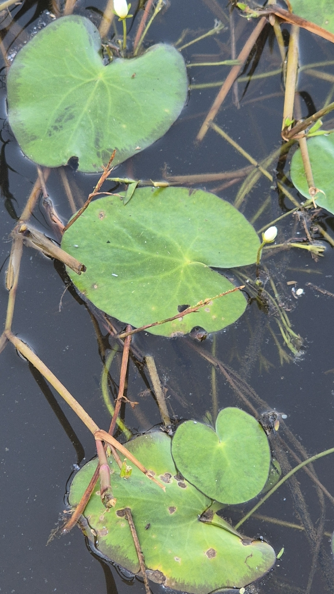 Nymphoides humboldtiana