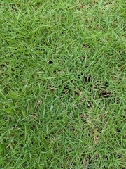 Poaceae