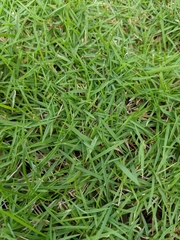 Poaceae