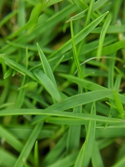 Poaceae