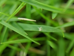 Poaceae