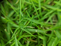 Poaceae