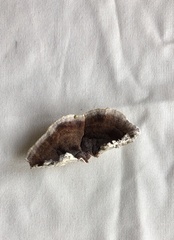 Amaropostia stiptica