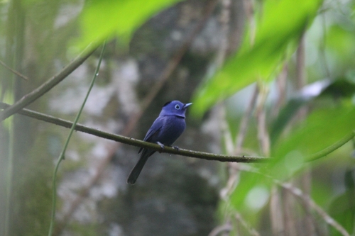 Hypothymis azurea