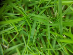 Poaceae