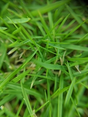 Poaceae