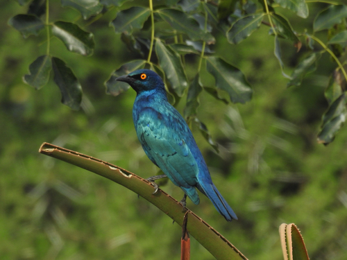 Cape Starling
