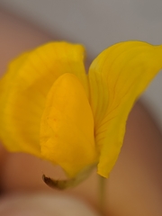 Tracheophyta