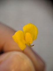 Tracheophyta