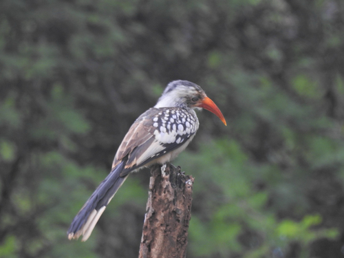Southern Red-billed Hornbill