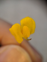 Tracheophyta