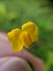 Tracheophyta