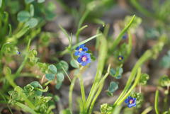 Anagallis