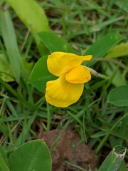 Tracheophyta