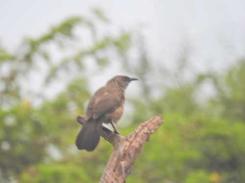 Arrow-marked Babbler