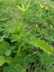 Eryngium foetidum