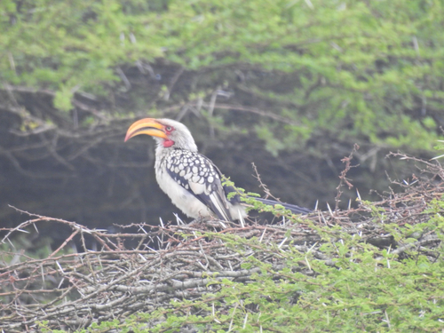 Southern Yellow-billed Hornbill