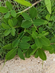 Tracheophyta