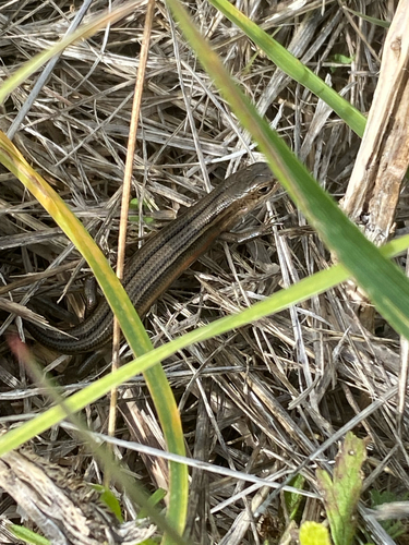 Tussock Skink