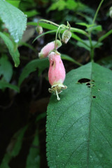 Kohleria affinis