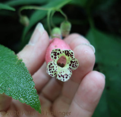 Kohleria affinis