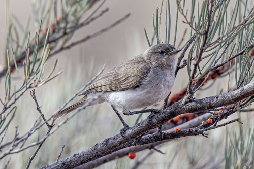 Grey Honeyeater (Conopophila whitei)