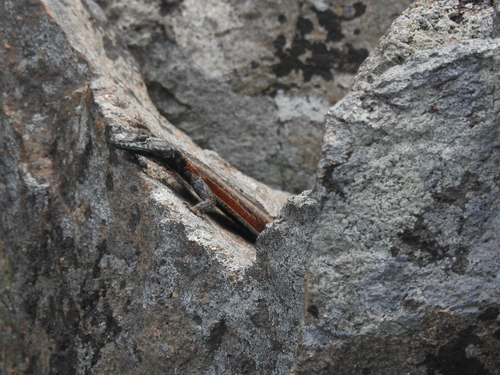 Lebombo Flat Lizard