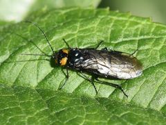 Acantholyda flaviceps