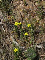 Centaurium maritimum