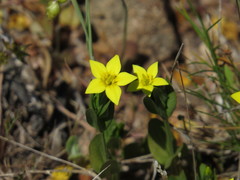 Centaurium maritimum