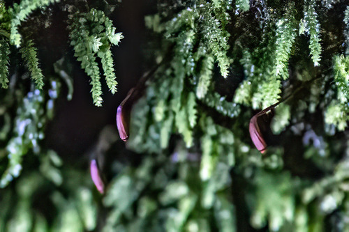 Racopilum strumiferum observed 2026-04-24