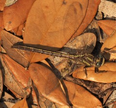 Phanogomphus minutus