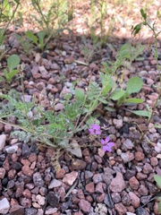 Erodium cicutarium