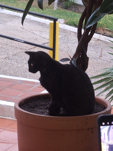 Avistamiento Gato montés (Sierra Nevada)